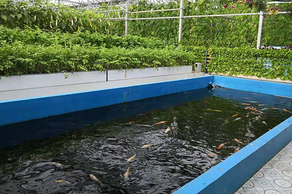 Aquaponics