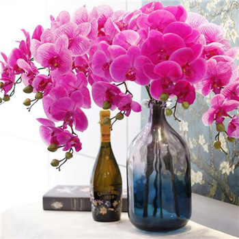 wholesale orchids